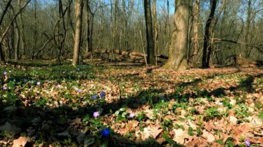 Renkli Çiçeklerle Ormandaki Bahar Manzarası - 5K