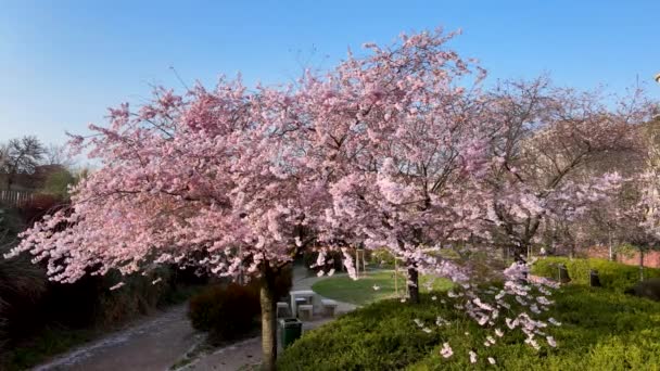 Воздушный Дрон Весенний Пейзаж Цветущим Деревом — стоковое видео