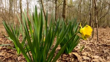 Ormanda Sarı Çiçekli Yaz Manzarası - 5K