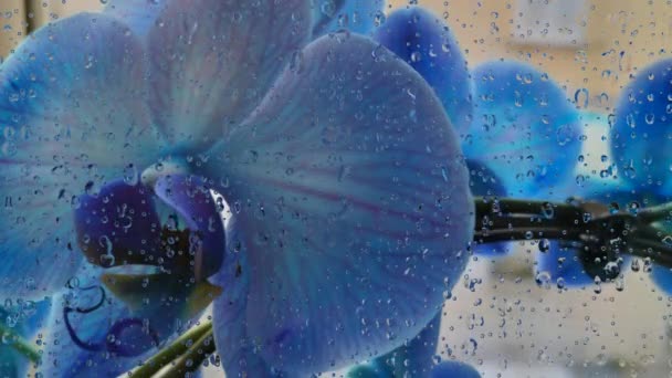 Deszczowy Dzień Wiosną Niebieskimi Storczykami — Wideo stockowe