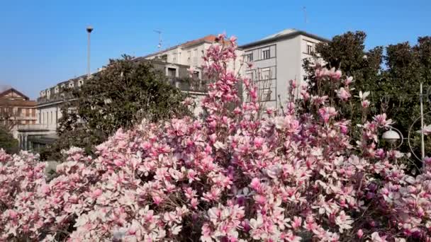 Aerial Drone Spring Landscape Flowering Trees — Stock Video