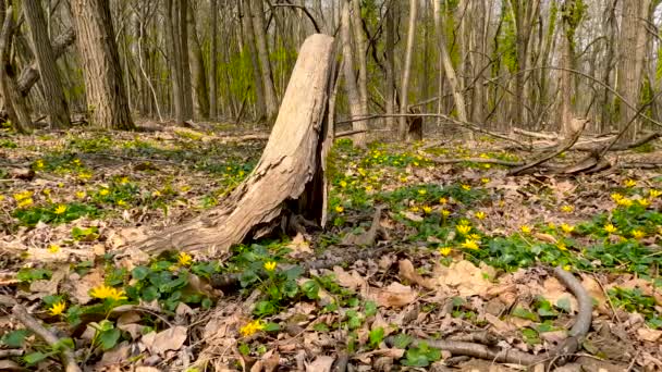 Wiosenny Krajobraz Lesie Żółtymi Kwiatami — Wideo stockowe