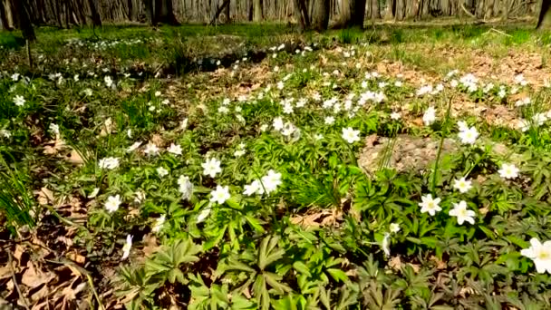 森の中の白い花と風景 — ストック動画