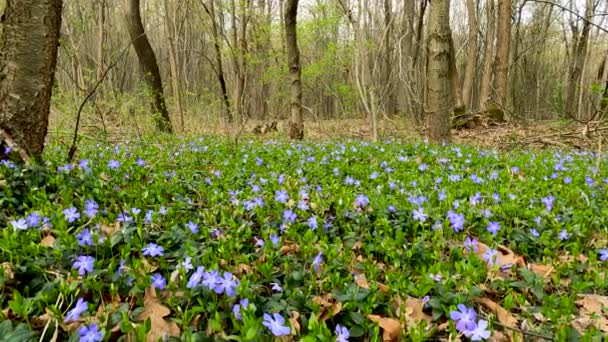 Krajobraz Lesie Fioletowymi Kwiatami — Wideo stockowe