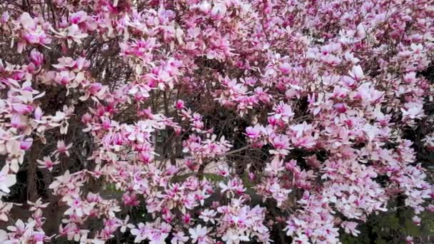 Flygdrönare Vårlandskap Ett Blommande Träd — Stockvideo