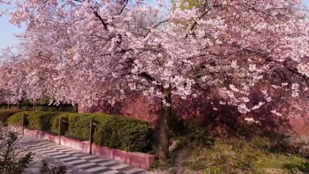 Hava Aracı Ağaç Pembe Çiçekli Bahar Manzarası — Stok video
