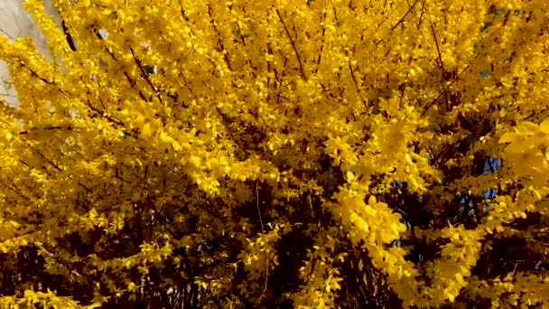 Letni Krajobraz Żółtymi Kwiatami Parku — Wideo stockowe