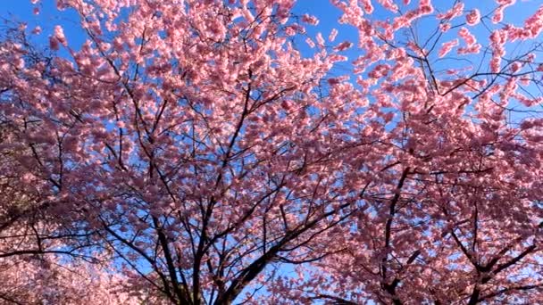 Jarní Krajina Kvetoucím Stromem — Stock video