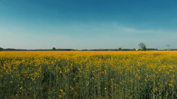 Primavera Paisagem Com Flores Amarelas Motta Visconti Itália — Vídeo de Stock