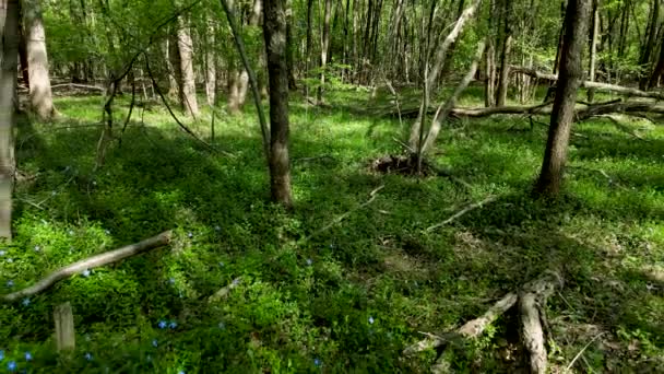 Drone Aereo Paesaggio Incantato Nel Bosco Con Fiori Blu — Video Stock