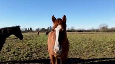 Tarladaki güzel atlar.