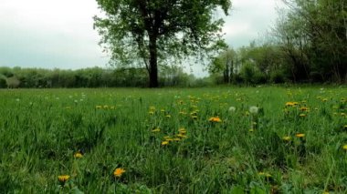 Sarı Çiçekli Bahar Manzarası - 5K