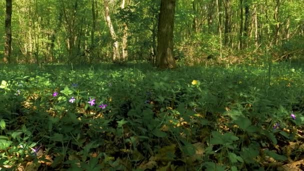 紫色の花で森の中の春の風景 — ストック動画