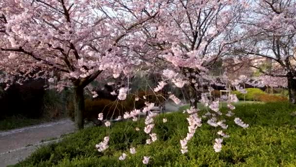 Drohne Aus Der Luft Pflanze Mit Rosa Blumen Park — Stockvideo