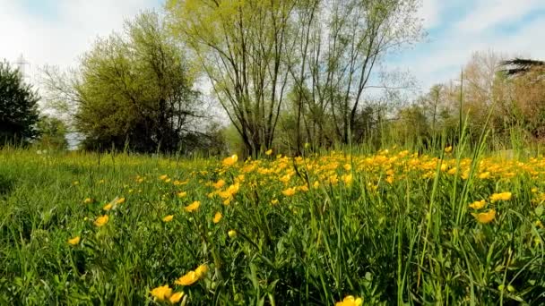 Yellow Flowers Meadow — 비디오
