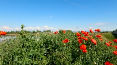 Gelinciklerle Yaz Manzarası - 5K