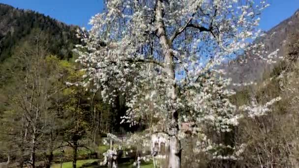 Εναέρια Drone Φυτό Λευκά Λουλούδια Στους Δολομίτες — Αρχείο Βίντεο