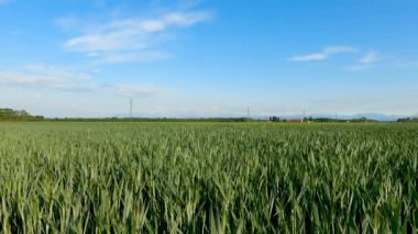 Bir Buğday Tarlasında Yaz Arazisi - 5K