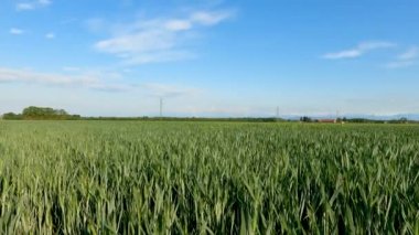 5K Buğday Tarlalı Bahar Manzarası