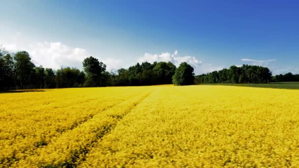 Aerial Drone Summer Landscape Yellow Flowers — Vídeo de Stock