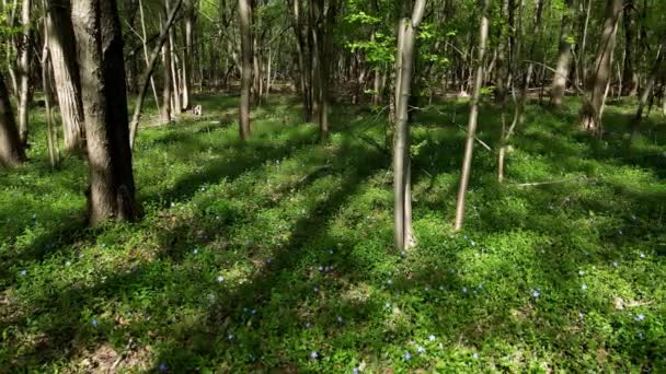 Aerial Drone Landscape Woods Lilac Flowers — Stockvideo
