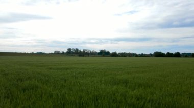  Hava Aracı - Buğday Tarlasının Bahar Manzarası