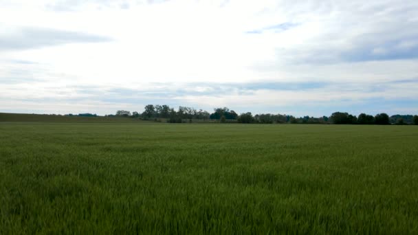 Dron Powietrzny Wiosenny Krajobraz Pola Pszenicy — Wideo stockowe