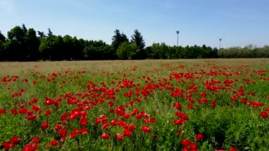 Hava Aracı - Baharda Muhteşem Gelincik Alanı