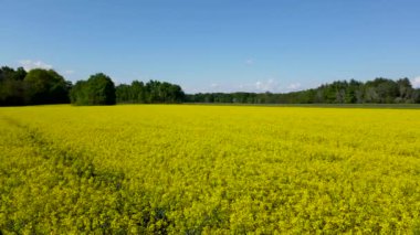 Aerial Drone - Landscape in a Field with Yellow Flowers