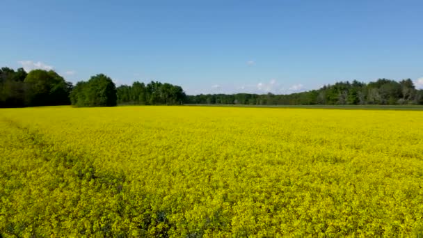 Aerial Drone Landscape Field Yellow Flowers — Vídeo de Stock
