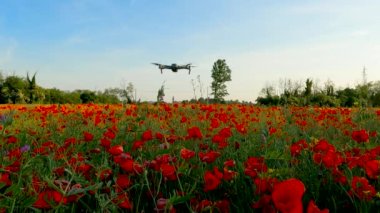 Hava Aracı ile Gelincik Alanının Baharı - 5K