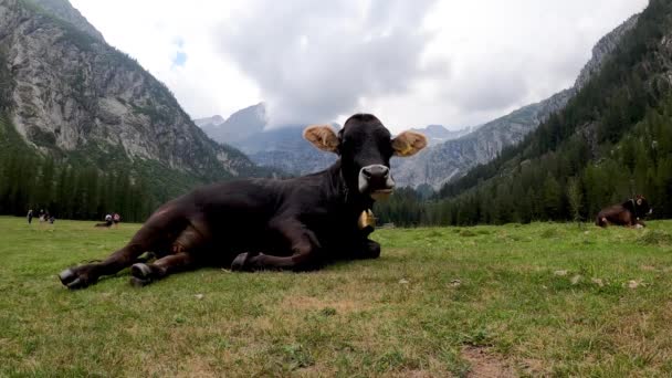 Paesaggio Alpino Con Mucche Pascolo — Video Stock