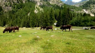 Otlayan İneklerle Dağ Manzarası - 5K