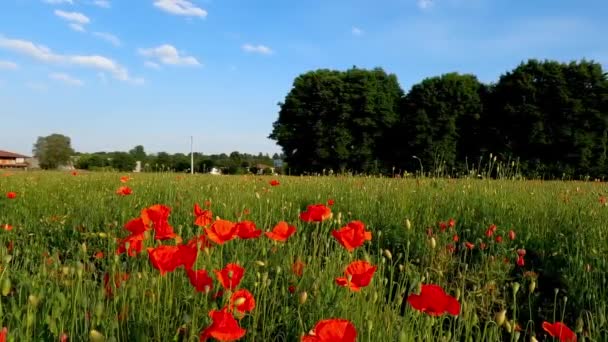 Frühlingslandschaft Mohnfeld — Stockvideo