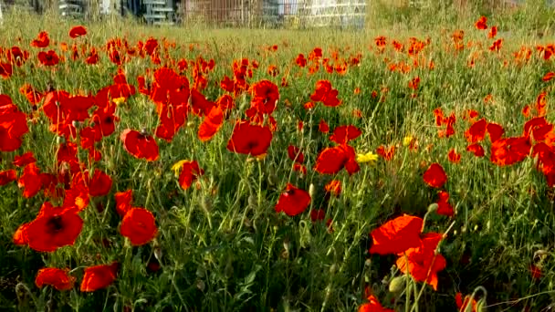 Landscapes Poppies Metropolis Milan — Stock Video