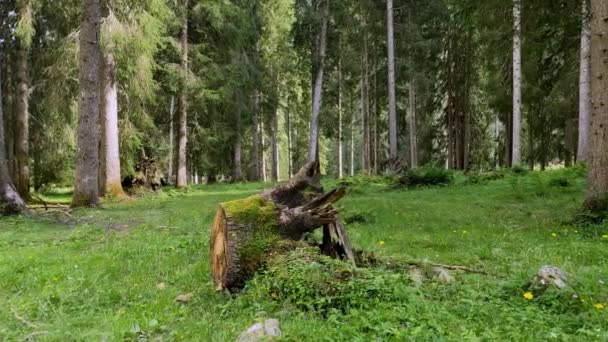 Alpine Landschaft Dolomitenwald — Stockvideo