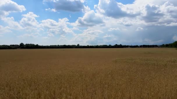 Aerial Drone Spring Landscape Wheat Field — Vídeos de Stock