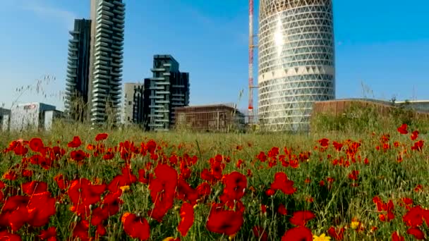 米兰与罂粟的夏季景观 — 图库视频影像