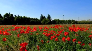 Bir Gelincik Kampının Yaz Arazisi - 5K