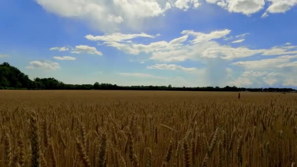 Frühlingslandschaft Weizenfeld — Stockvideo