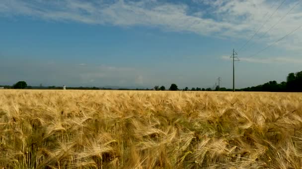 Summer Landscape Wheat Field — Video Stock