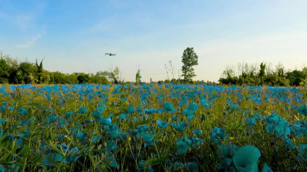 Krajobraz Dronem Powietrznym Niebieskim Polu Makowym — Wideo stockowe