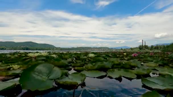 Imelapse Καλοκαίρι Τοπίο Στη Λίμνη Comabbio Κρίνους Στο Νερό Bloom — Αρχείο Βίντεο