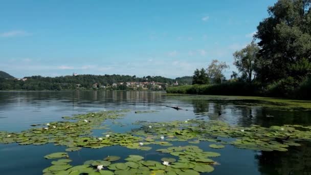 Aerial Drone Summer Landscape White Water Lilies – Stock-video