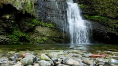 Kuzey Avrupa Ormanında Alp manzarası