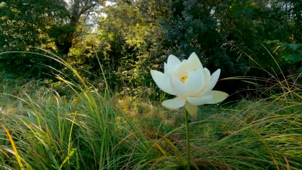 Landschap Aan Het Meer Met Witte Lotusbloem — Stockvideo