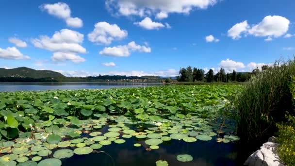 Τοπίο Στη Λίμνη Λουλούδια Lotus Blue Sky Και Σύννεφα — Αρχείο Βίντεο