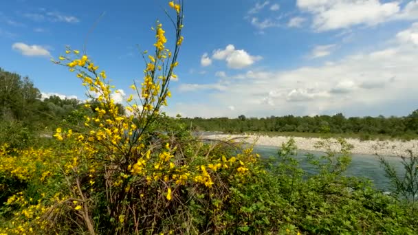 Sommerlandschaft Mit Gelben Blumen — Stockvideo