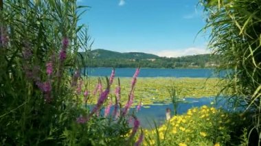 Summer Landscape on the Lake with Multicolored Flowers - 5K