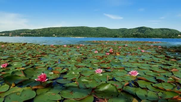 Landscape Lake Comabbio Red Water Lilies — 图库视频影像